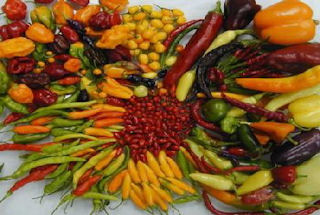 Genetic Chile